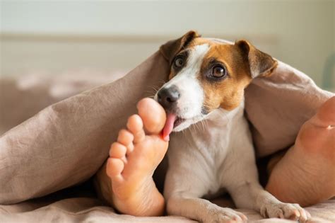 Curious Canine Behavior: Why Do Dogs Lick Your Feet? ...
